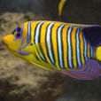 雙棘甲尻魚(甲尻魚) 雙棘甲尻魚(甲尻魚)