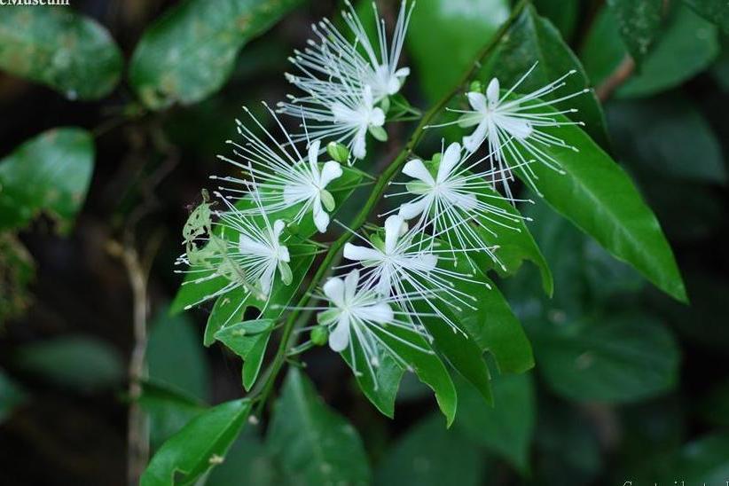 獨行千里(山柑科山柑屬植物) 獨行千里(山柑科山柑屬植物)