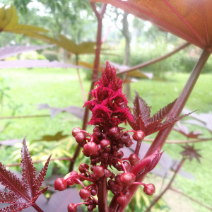 蓖麻(Ricinus communis) 蓖麻(Ricinus communis)