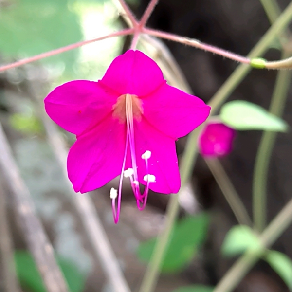 Commicarpus coctoris