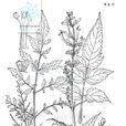 南川鼠尾草 南川鼠尾草