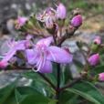 鴨腳茶(雨傘子) 鴨腳茶(雨傘子)