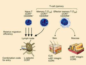 記憶性t細胞圖解