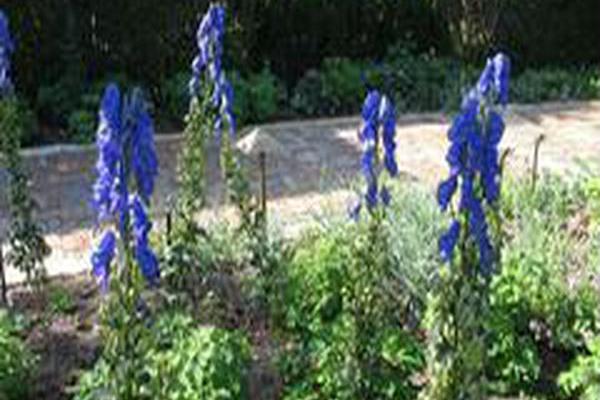 Aconitum carmichaelii Aconitum carmichaelii
