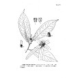 西藏暗羅 西藏暗羅
