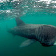 加勒比海姥鯊