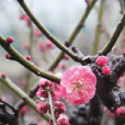 毛藥山梅花 毛藥山梅花