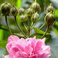 芙蓉根(錦葵科,落葉灌木或小喬木) 芙蓉根(錦葵科,落葉灌木或小喬木)