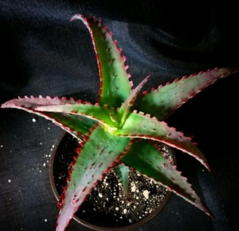 日落(百合科蘆薈屬多肉植物) 日落(百合科蘆薈屬多肉植物)