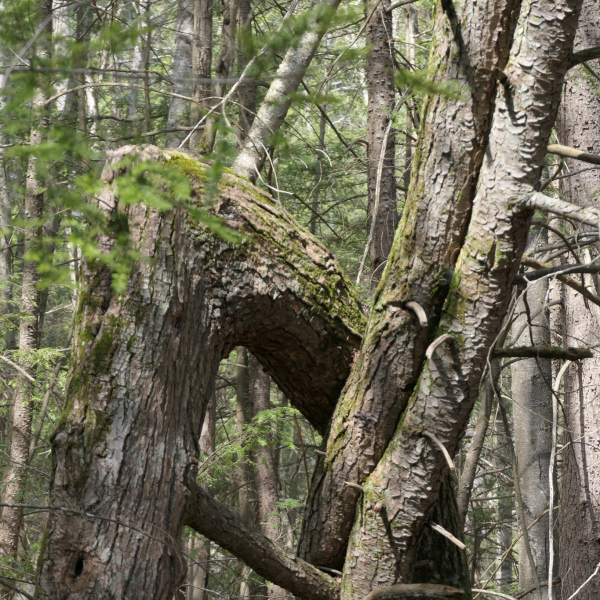 Tsuga canadensis