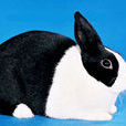 荷蘭兔(道奇兔)