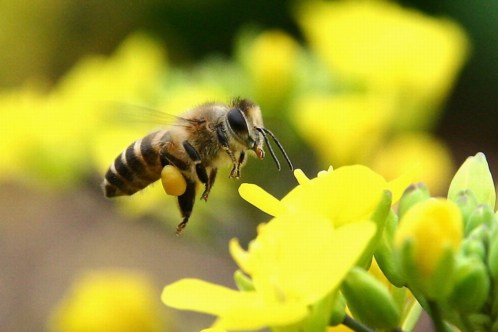 一隻後足攜帶了花粉的蜜蜂