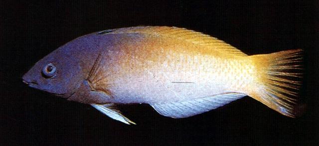 黑額海豬魚