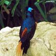 鳳冠火背鷳 鳳冠火背鷳