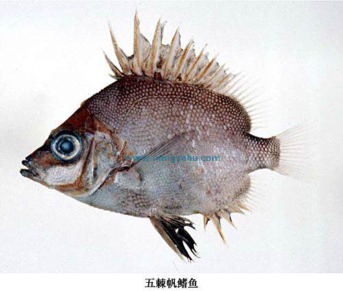 五棘帆鰭魚 五棘帆鰭魚