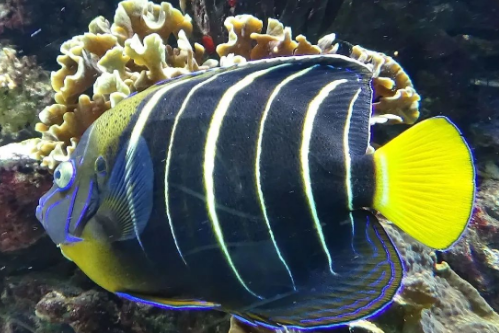 中間鋸蓋魚 中間鋸蓋魚
