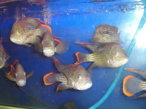 紅尾皇冠魚