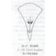 箭尖腹蜂 箭尖腹蜂