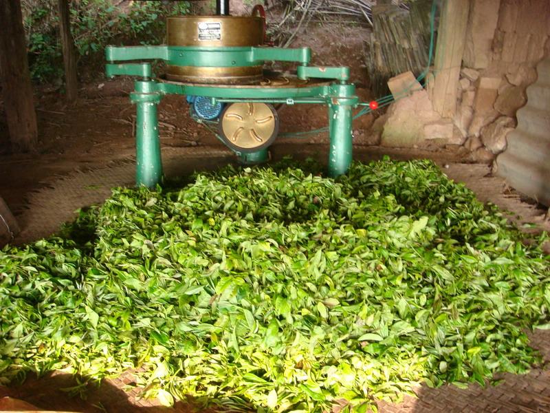 2007年時的揉茶機械