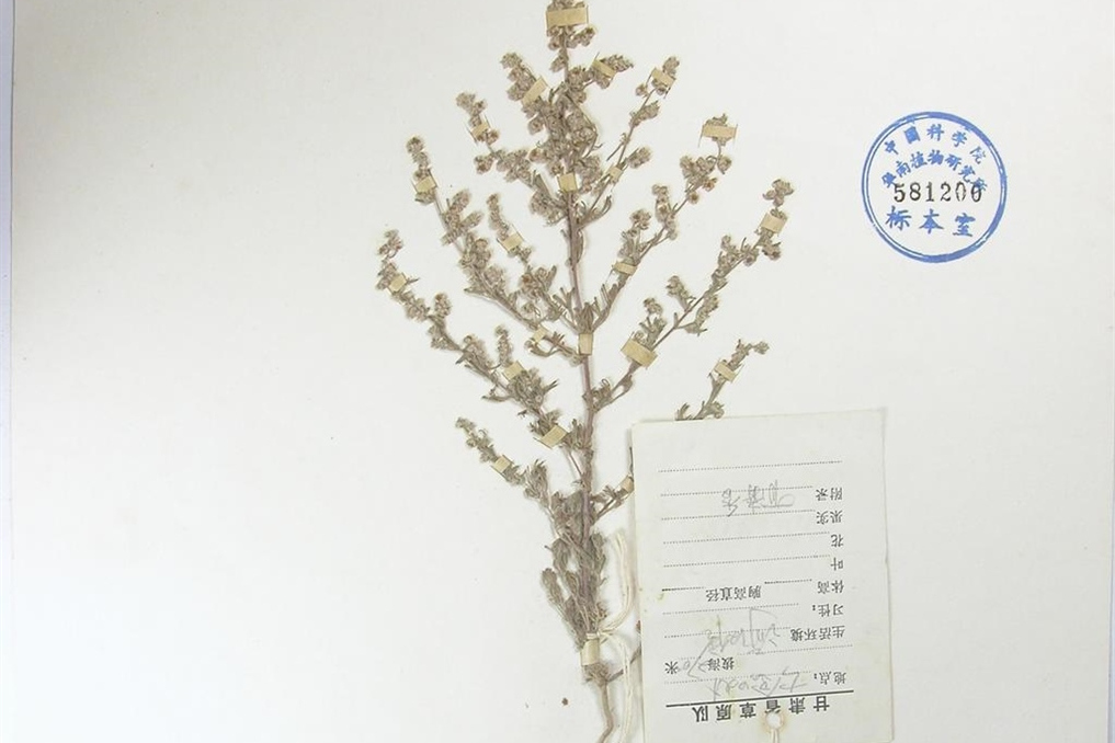 甘青小蒿 甘青小蒿
