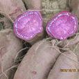日本紫薯王