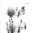 野牛草屬 野牛草屬