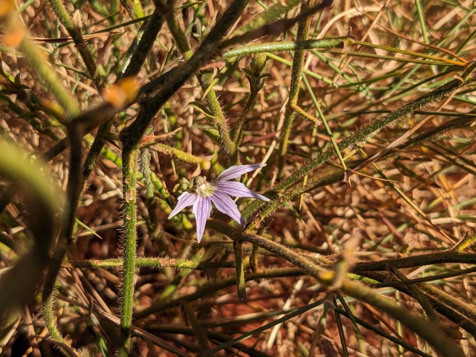 Scaevola parvifolia Scaevola parvifolia