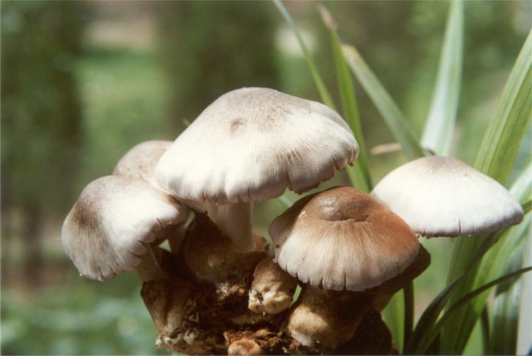 美味草菇 美味草菇