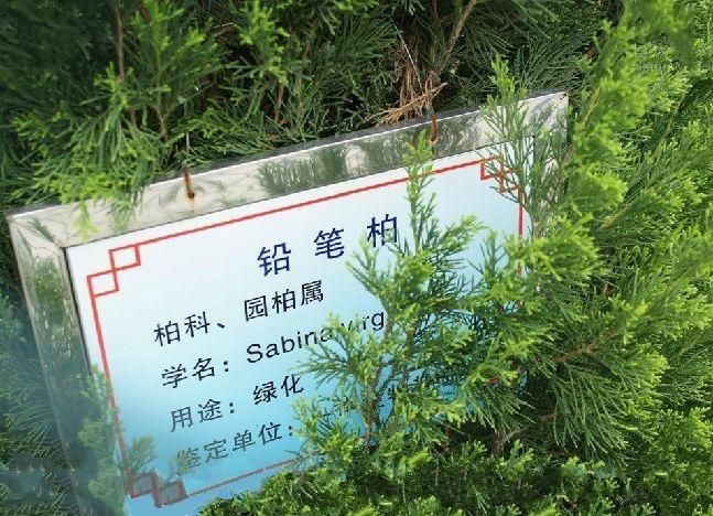 鉛筆柏種源PS01 鉛筆柏種源PS01