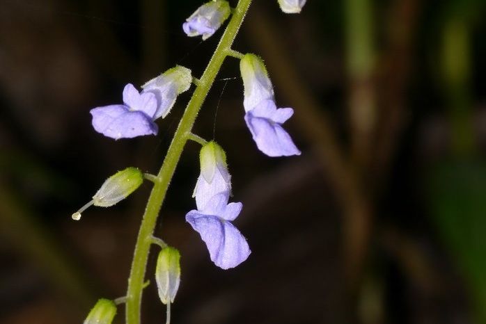 尖舌苣苔屬 尖舌苣苔屬