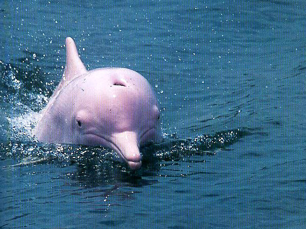 珠江口保護區中華白海豚（1）