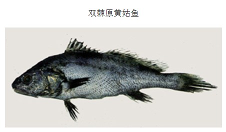 雙棘原黃姑魚