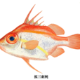 擬三刺魨 擬三刺魨