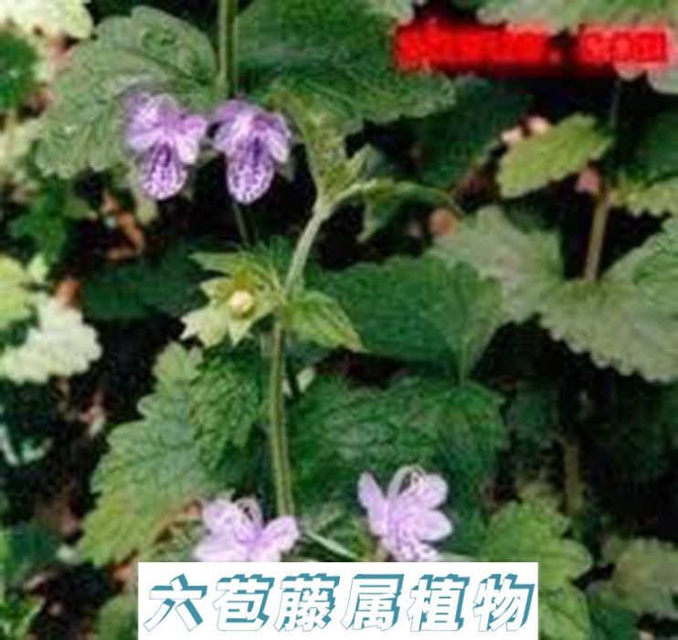 六苞藤屬 六苞藤屬