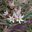 光慈菇 光慈菇