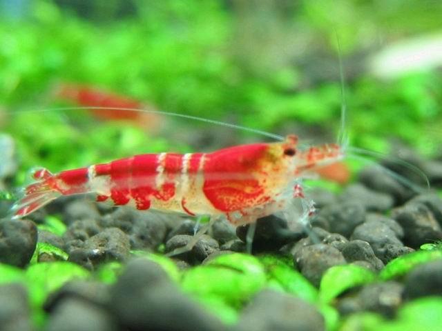紅水晶蝦