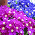 瓜葉菊(瓜葉菊花) 瓜葉菊(瓜葉菊花)