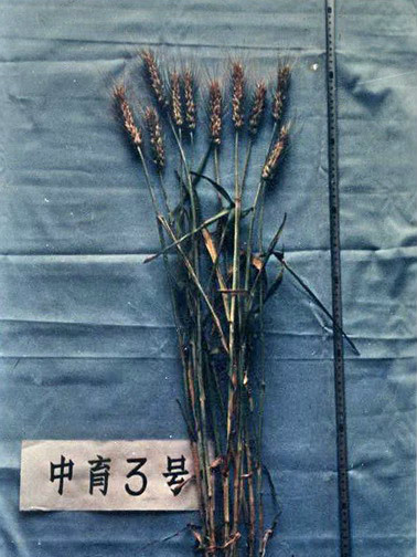 中育3號 中育3號
