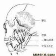 關節鰓 關節鰓