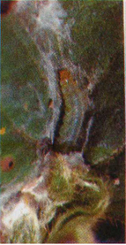 褐卷蛾