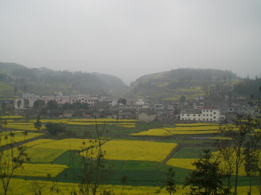 豬場坪村 豬場坪村