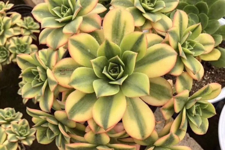 星爆(景天科蓮花掌屬多肉植物) 星爆(景天科蓮花掌屬多肉植物)