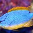 金豆娘魚 金豆娘魚