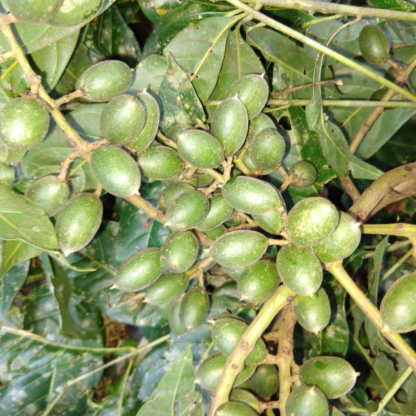 Talisia croatii