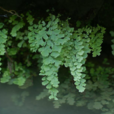 鐵線蕨 鐵線蕨