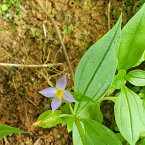 Exacum axillare