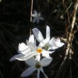 遲花水仙 遲花水仙