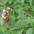 光梗闊苞菊 光梗闊苞菊