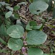 山螞蝗(豆科植物) 山螞蝗(豆科植物)