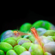 深海生物 深海生物